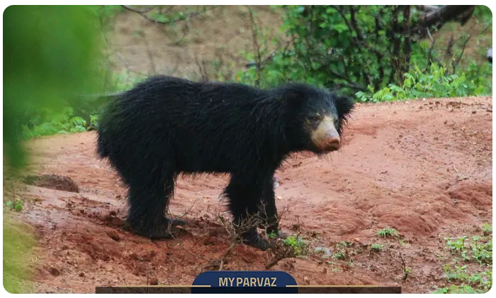 Sri Lankan sloth bear